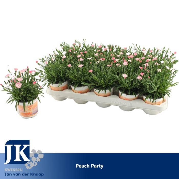 Dianthus Peach Party