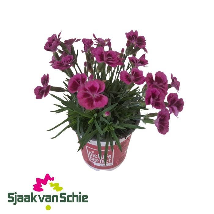 Dianthus Picture Perfect