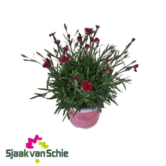 Dianthus Pillow Berry Red