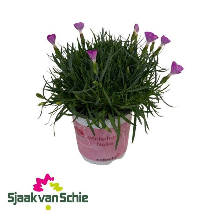 Dianthus Pillow Lavender Eye