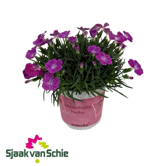 Dianthus Pillow Pink + White