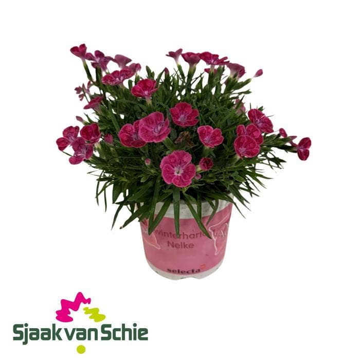 Dianthus Pillow Purple Pink White