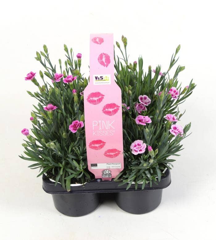 Dianthus Pink Kisses 4-pack
