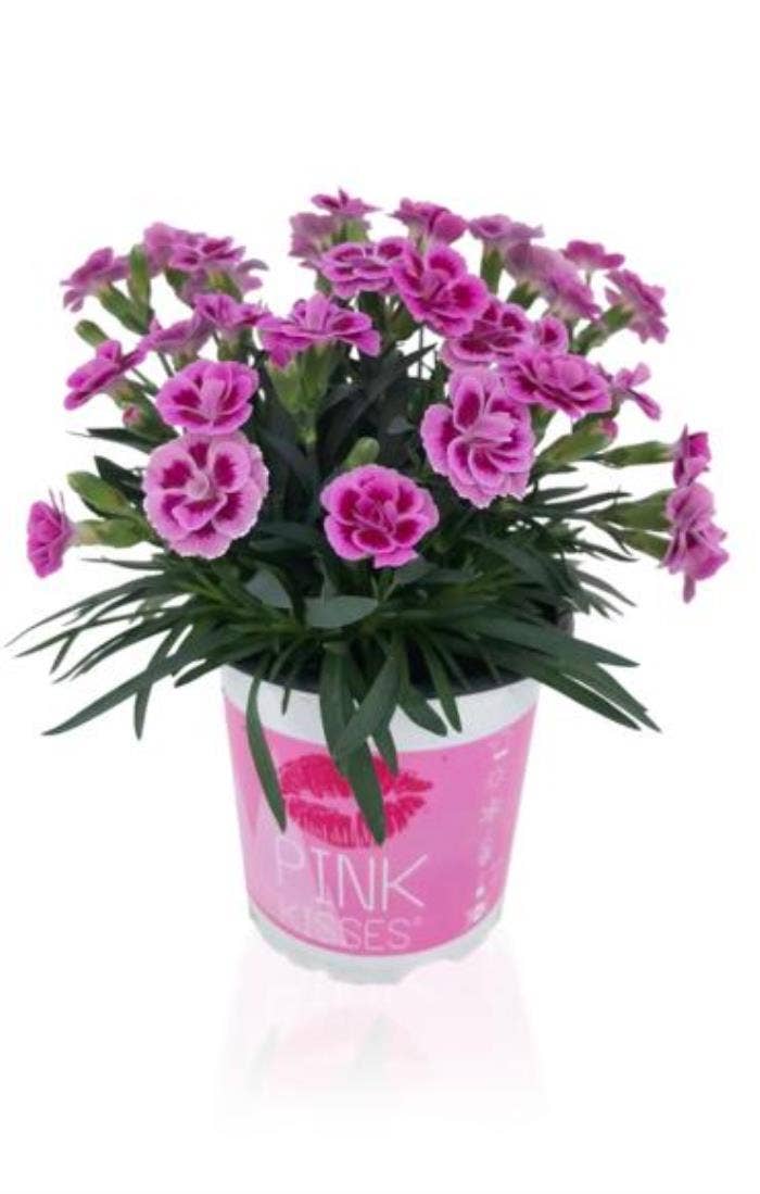 Dianthus 'Pink Kisses' (NL)