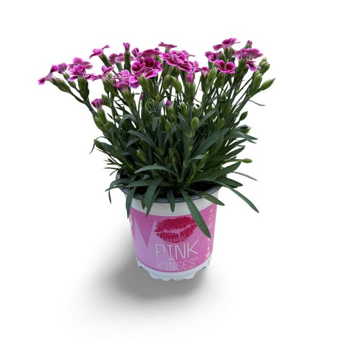 Dianthus Pink Kisses PO 10,5 CM ©