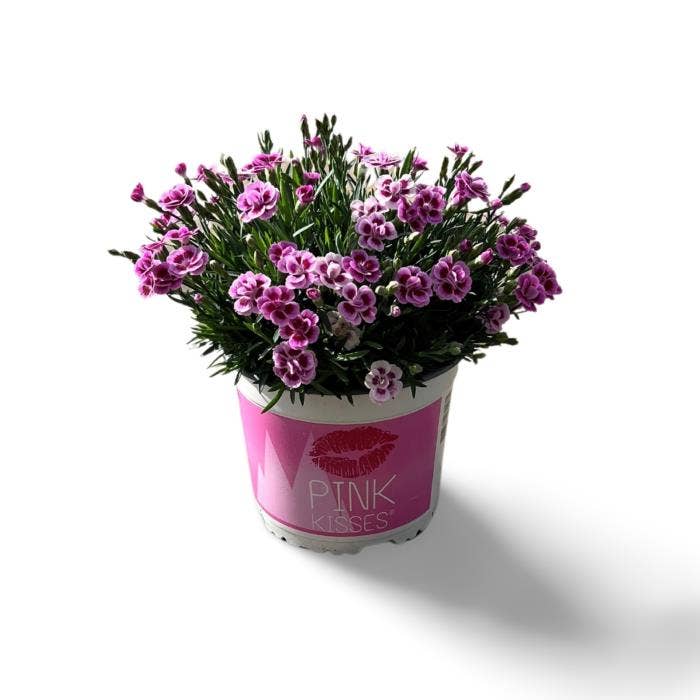 Dianthus 'Pink Kisses'