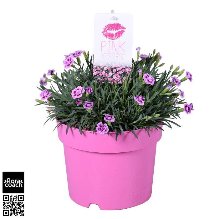 Dianthus 'Pink Kisses'