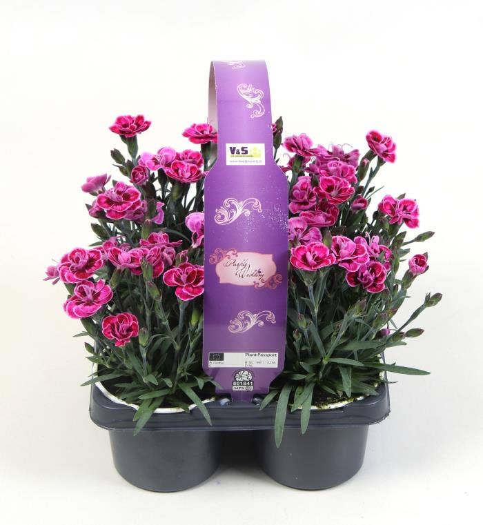 Dianthus Purple Wedding 4-pack