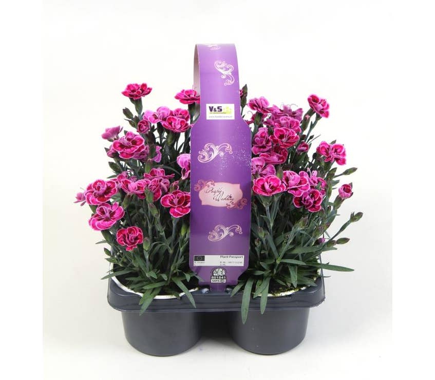 Dianthus Purple Wedding 4-pack