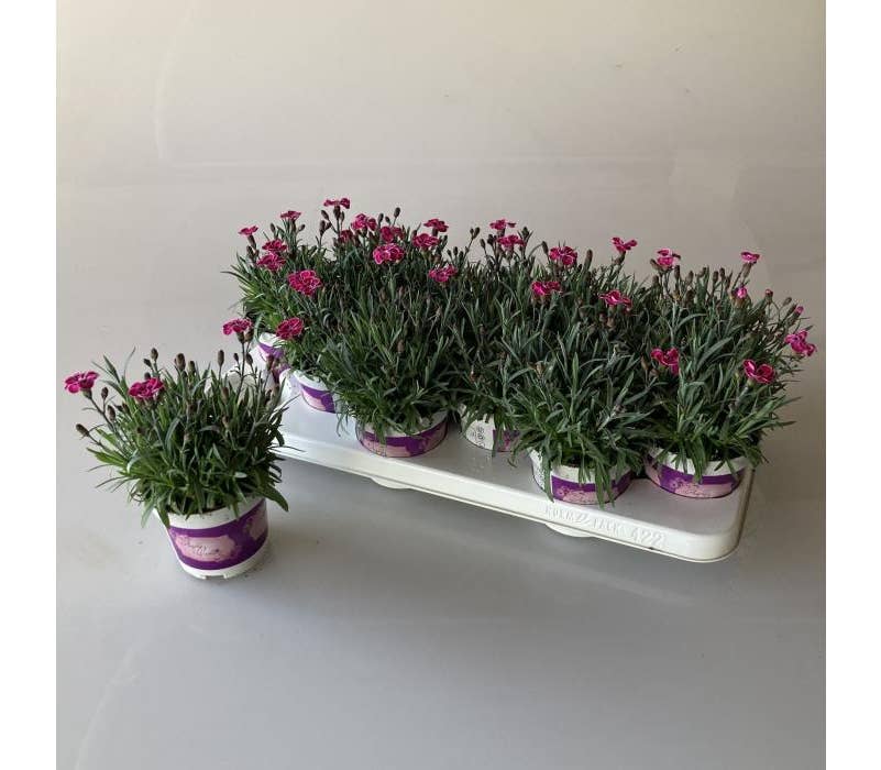 Dianthus 'Purple Wedding'