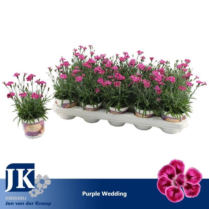 Dianthus Purple Wedding
