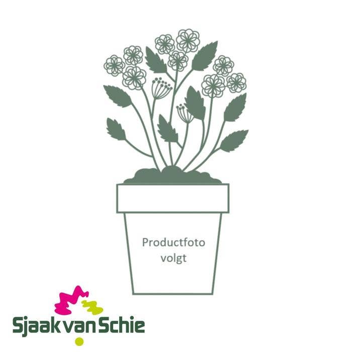 Dianthus Sunflor Emily