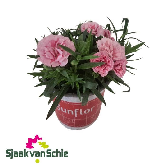 Dianthus Sunflor Megan