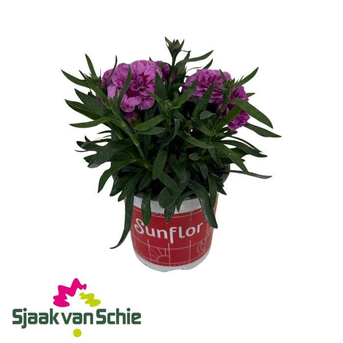 Dianthus Sunflor Sinclair