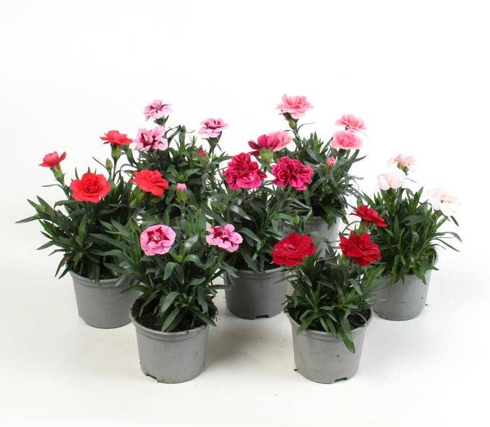 Dianthus