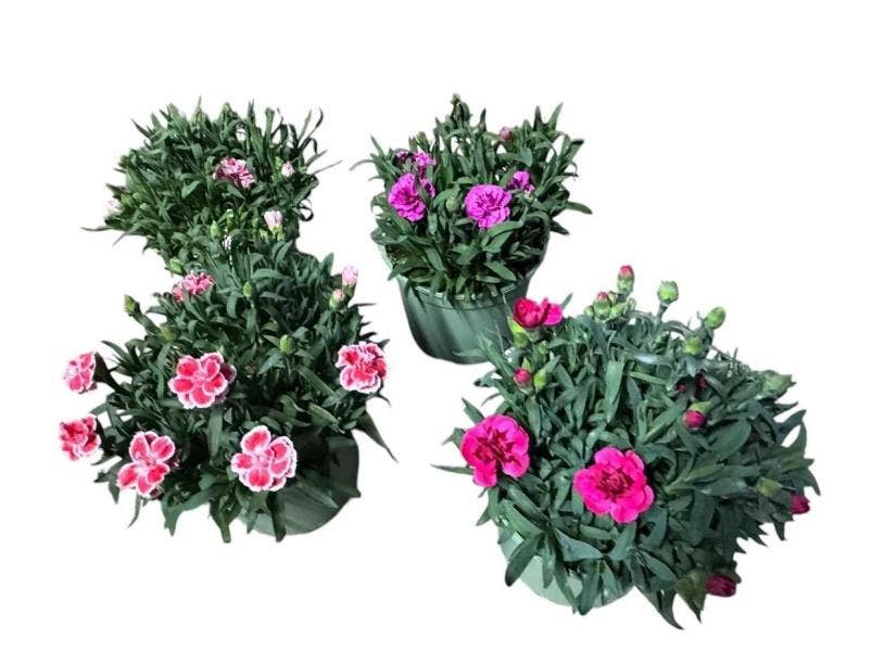 Dianthus