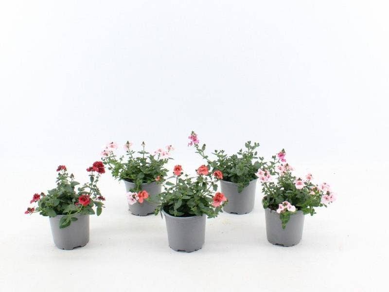 Diascia gemengd - mix per laag