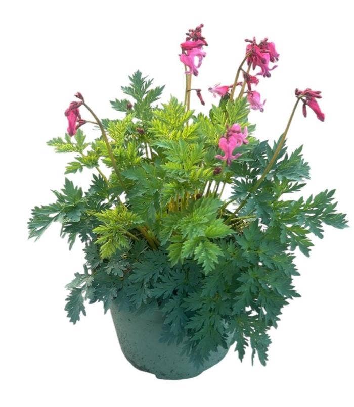 Dicentra Passion Hearts
