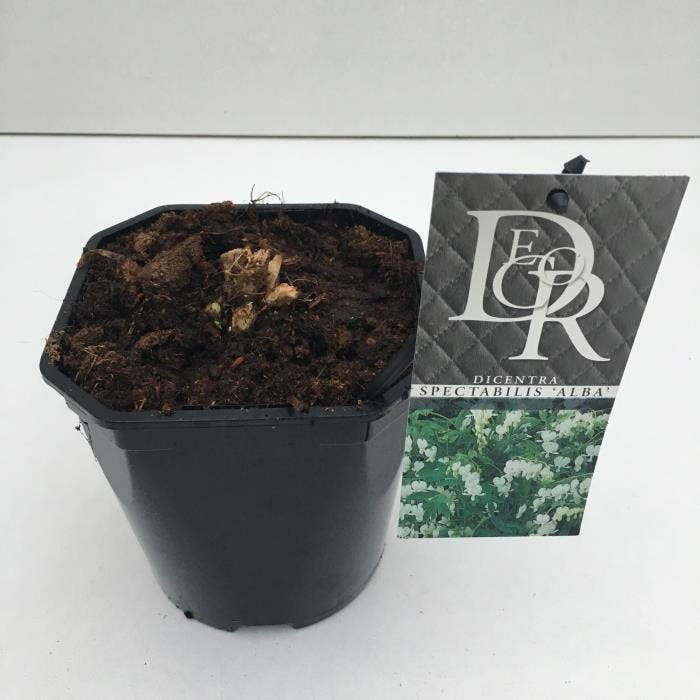 Dicentra spec. 'Alba'