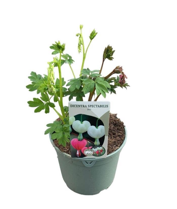 Dicentra spec. 'Duo Pink White'
