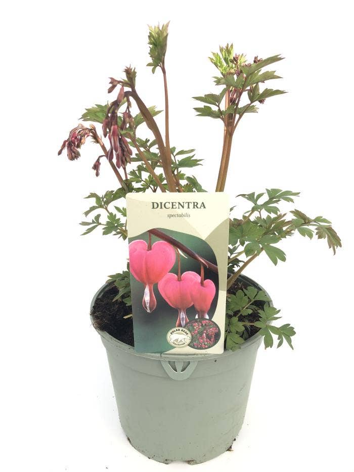 Dicentra spec. 'Pink'