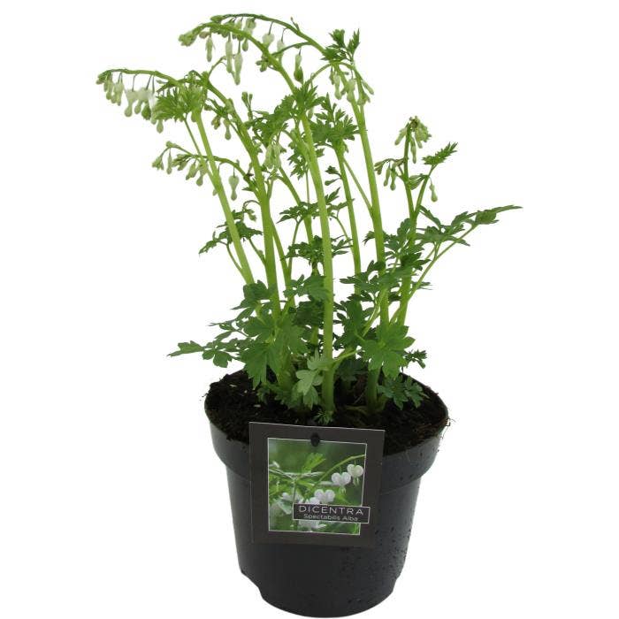 Dicentra spect. 'Alba'