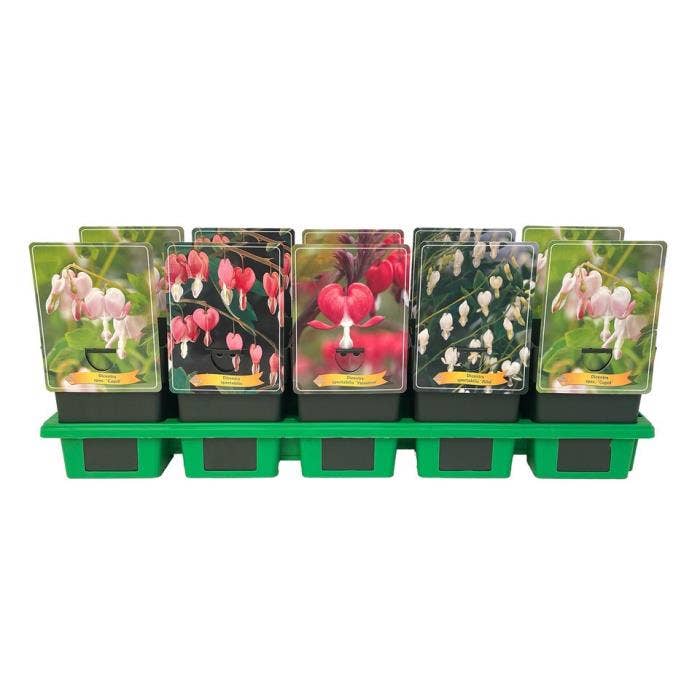 Dicentra spectabilis