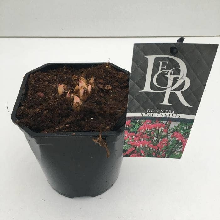 Dicentra spectabilis