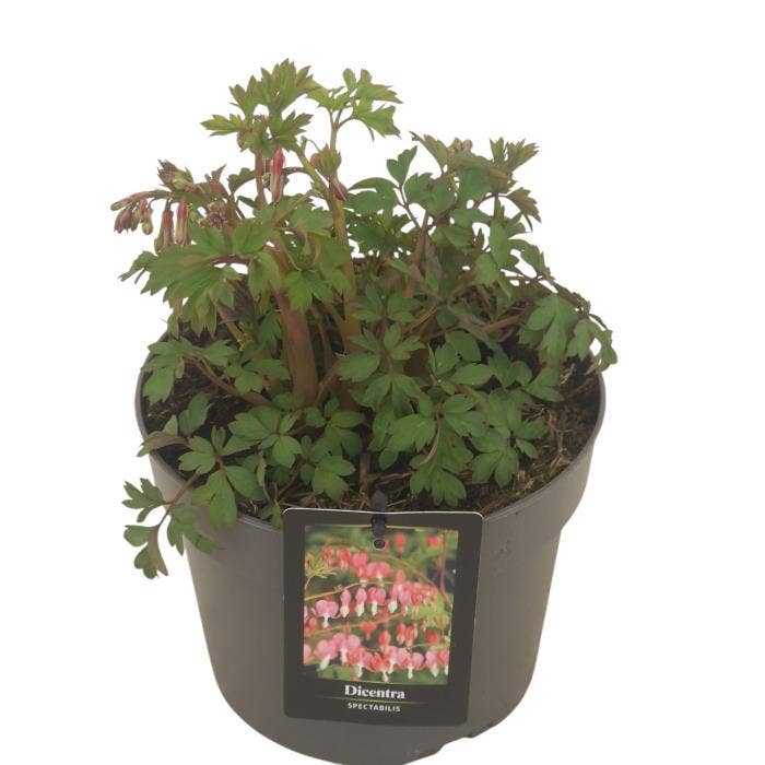 Dicentra Spectabilis