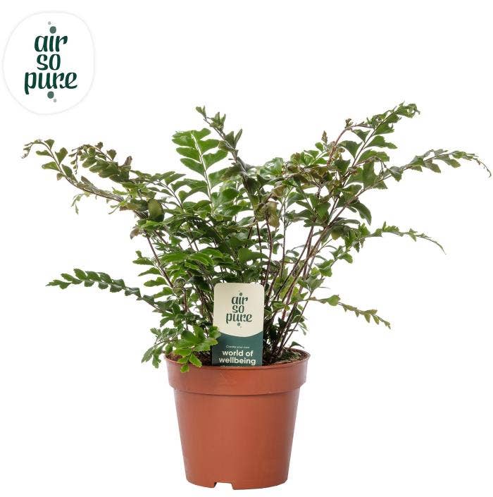 Didymochlaena truncatula