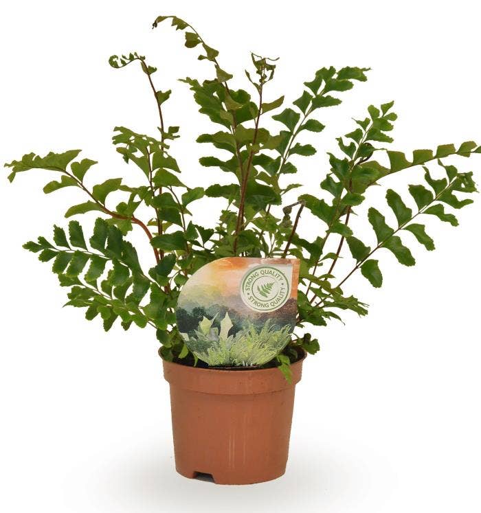 Didymochlaena truncatula