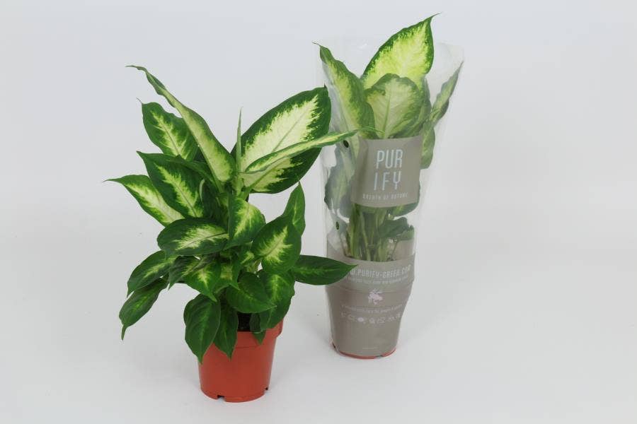 Dieffenbachia 'Camilla'