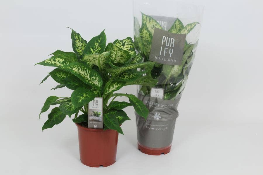 Dieffenbachia 'Compacta'