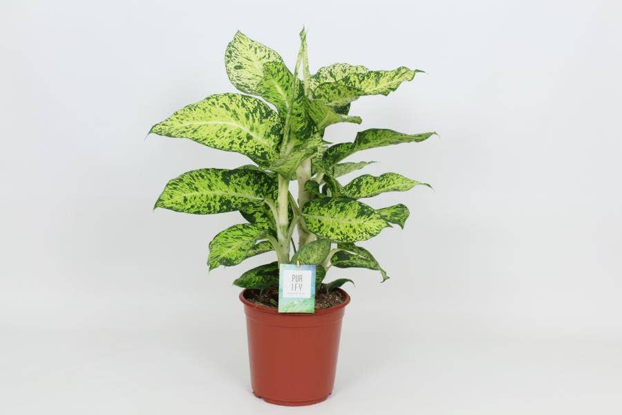 Dieffenbachia Cool Tigres