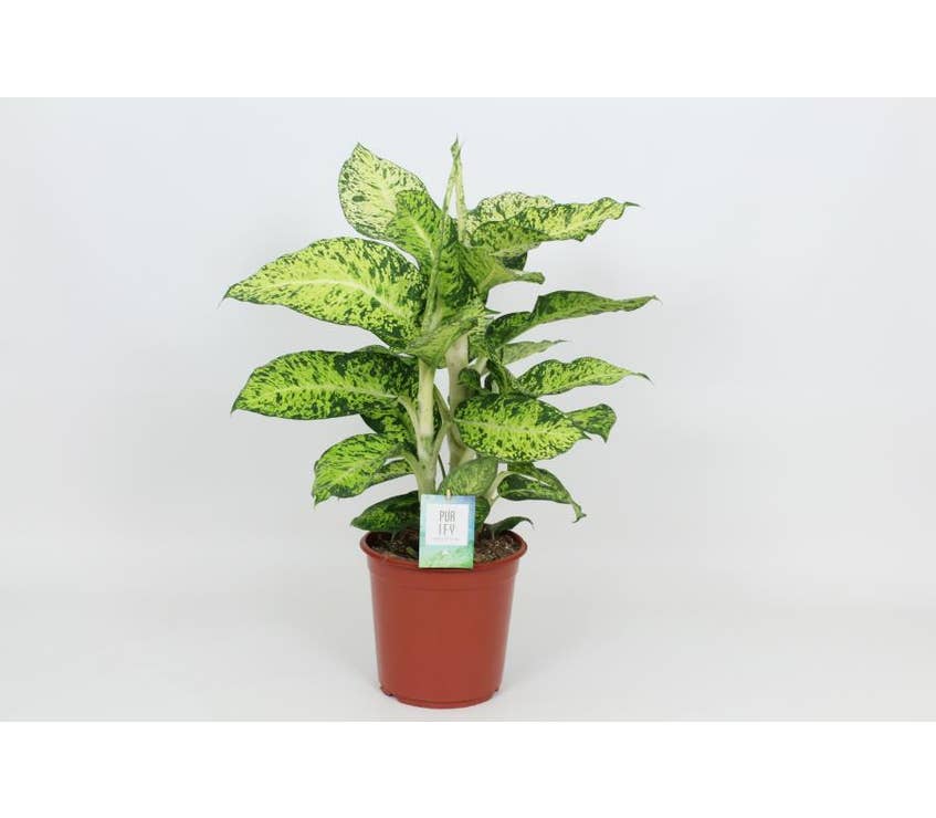 Dieffenbachia Cool Tigres