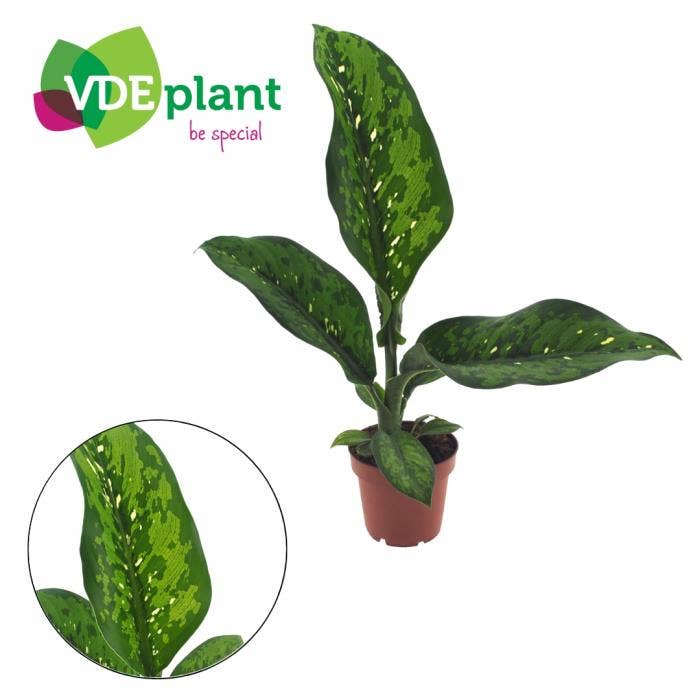 Dieffenbachia Crocodile