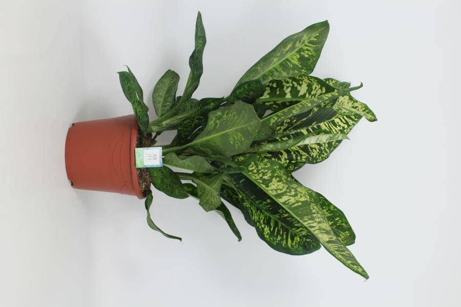 Dieffenbachia Crown