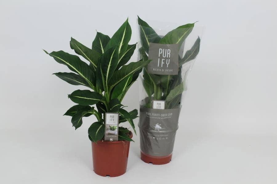 Dieffenbachia Green Magic 