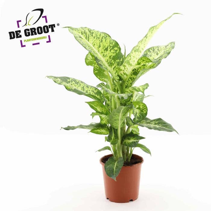 Dieffenbachia Mars