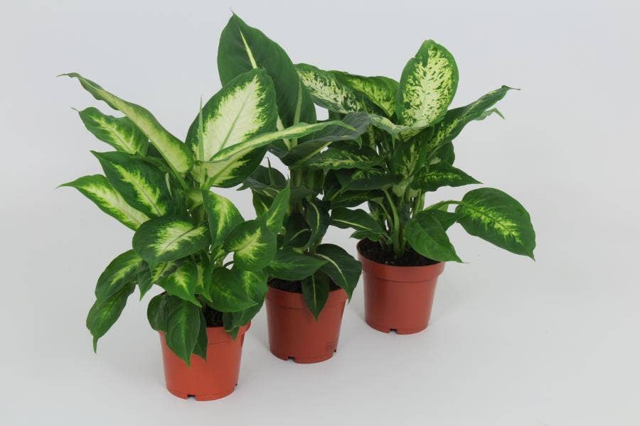 Dieffenbachia (premium)