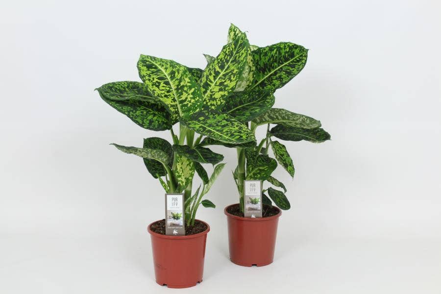 Dieffenbachia Reflector