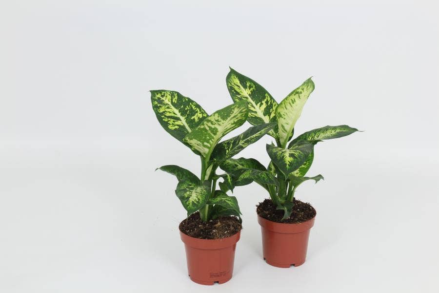 Dieffenbachia Sublime