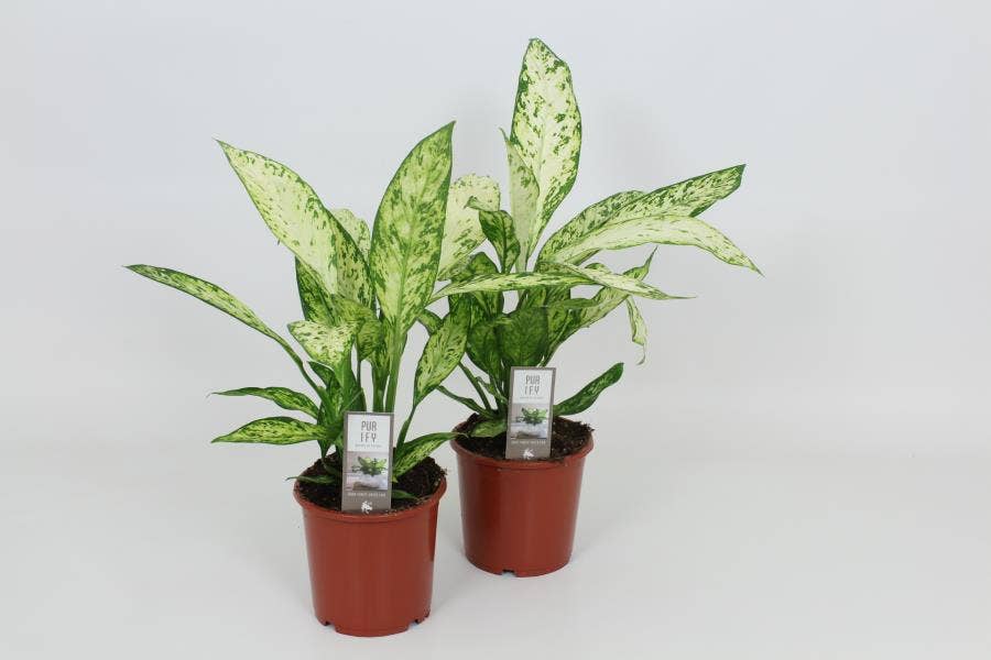 Dieffenbachia Vesuvius