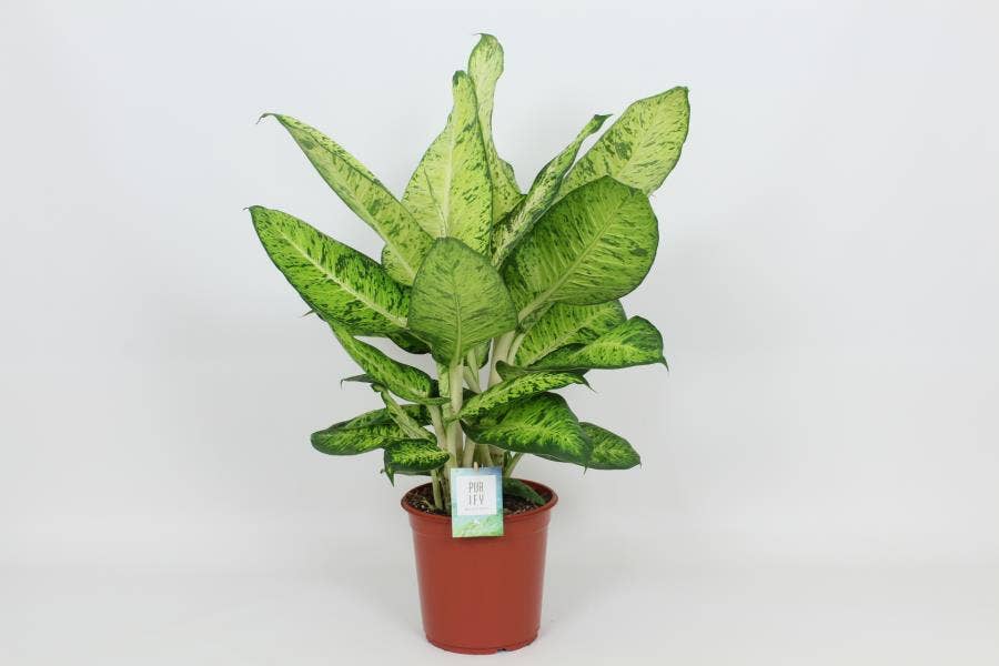 Dieffenbachia White Amazon