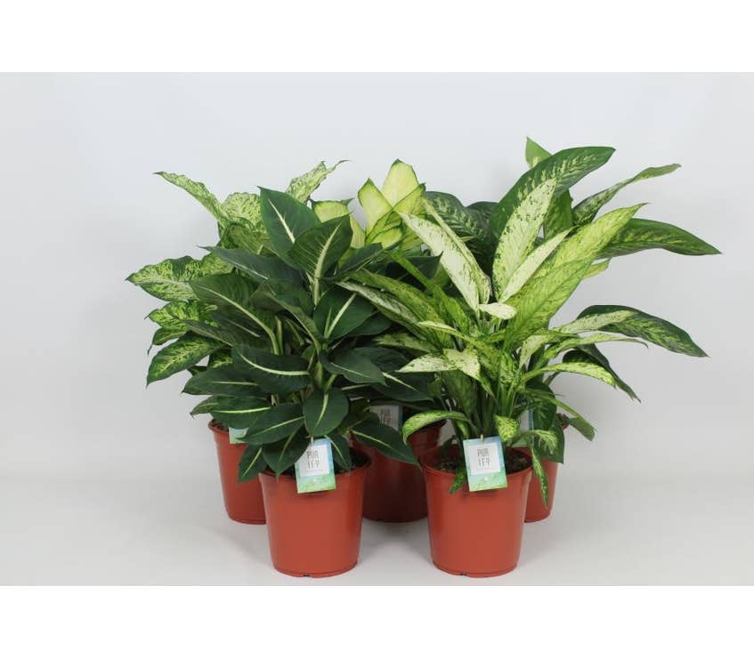 Dieffenbachia