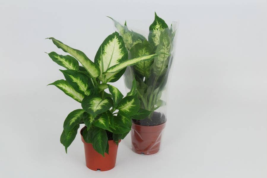 Dieffenbachia
