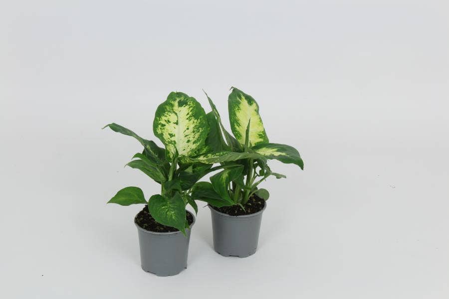 Dieffenbachia