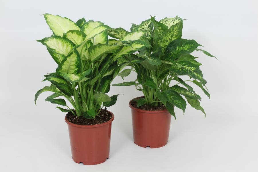 Dieffenbachia