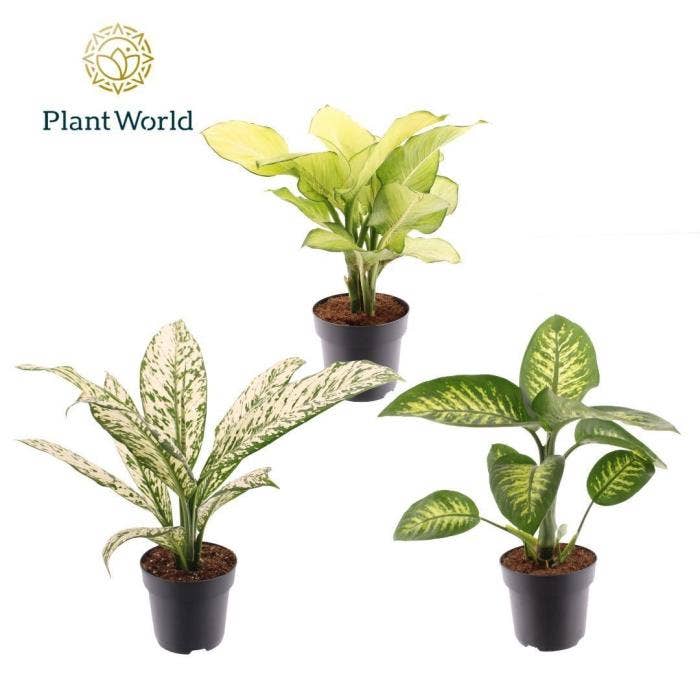 Dieffenbachia