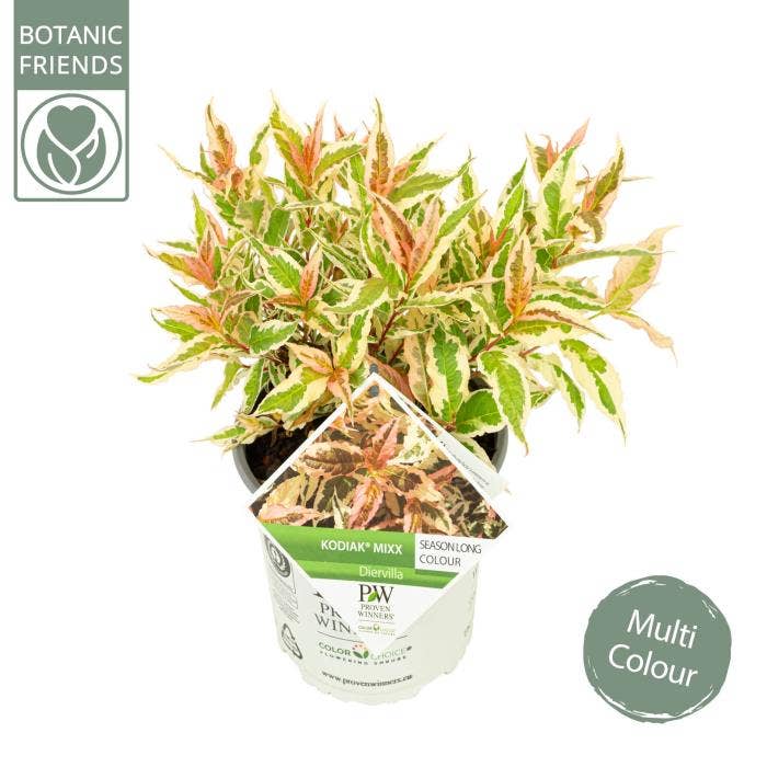 Diervilla Kodiak®